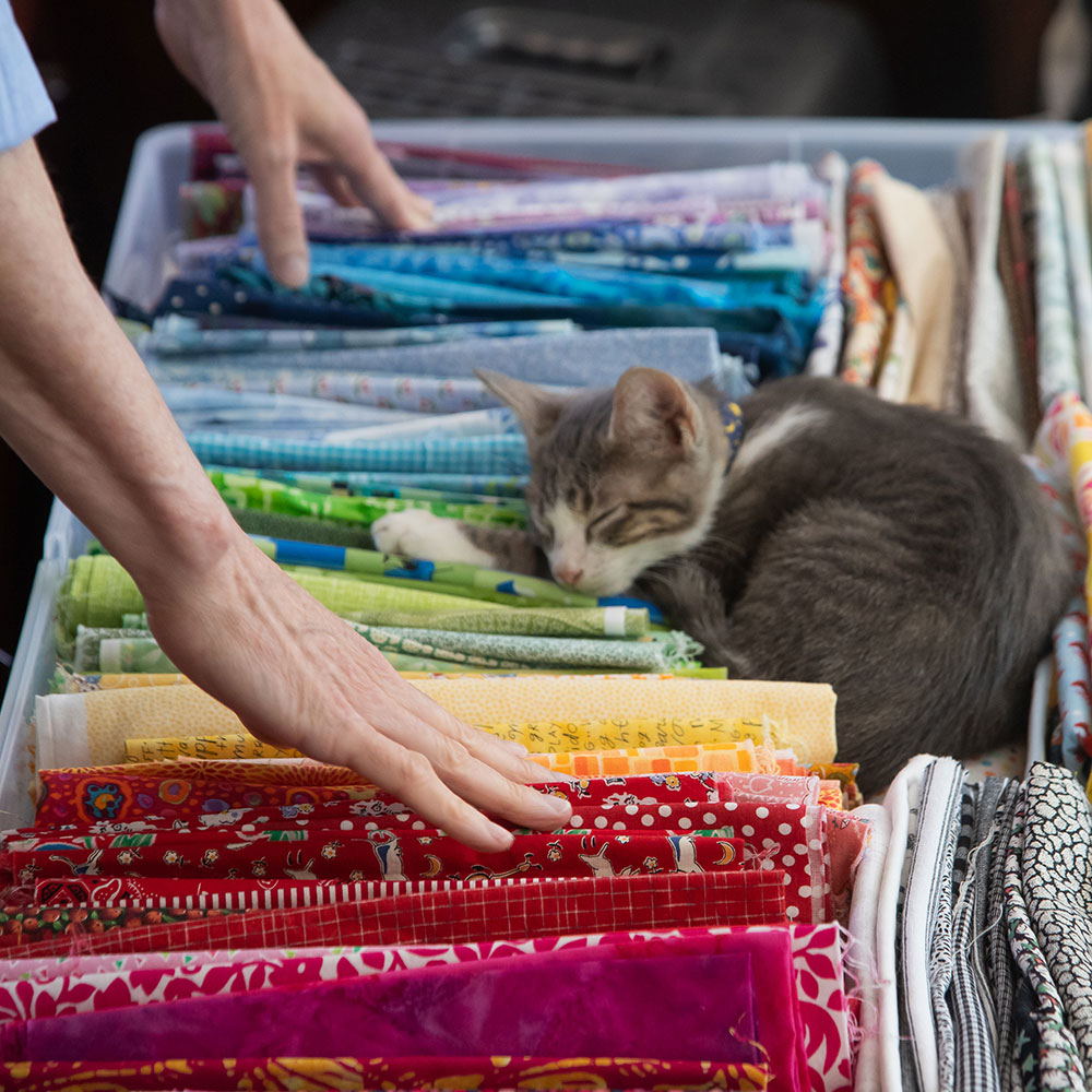 Patterns in a box with a cat